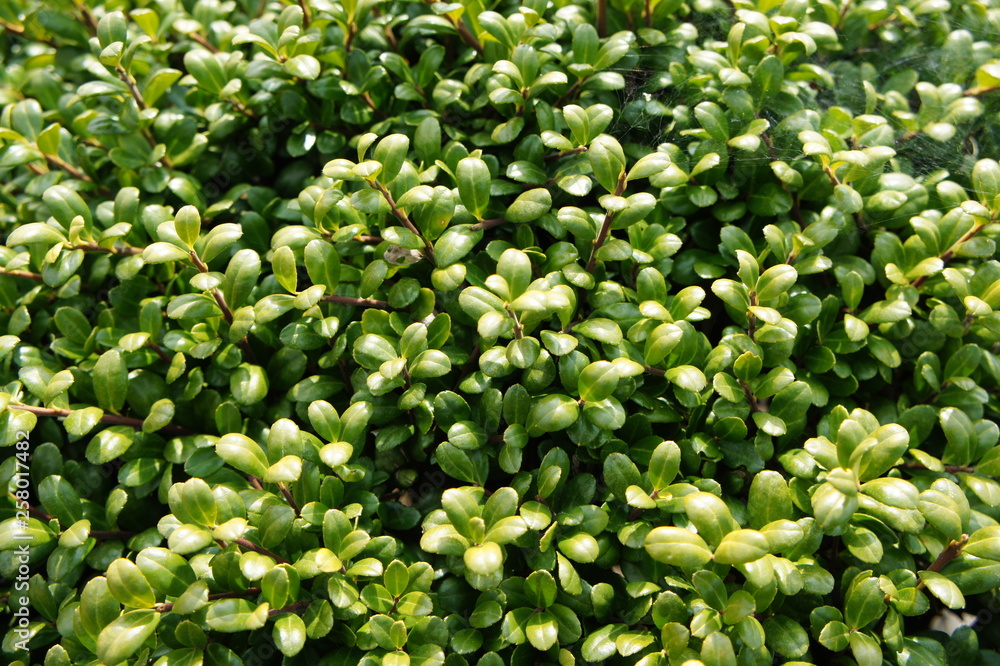 柘植の生垣 Stock Photo | Adobe Stock