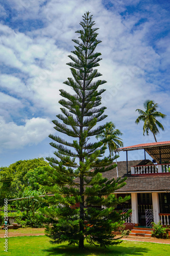 Beautiful palm Tree
