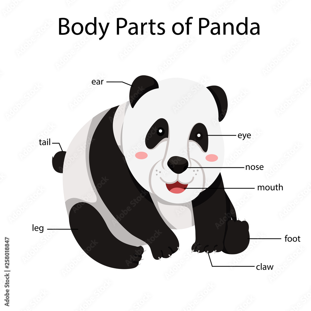 Illustrator of body parts of panda Stock Vector | Adobe Stock