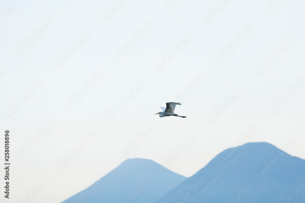 Heron flying in clear sky above mountains Heron flying in clear sky above mountains