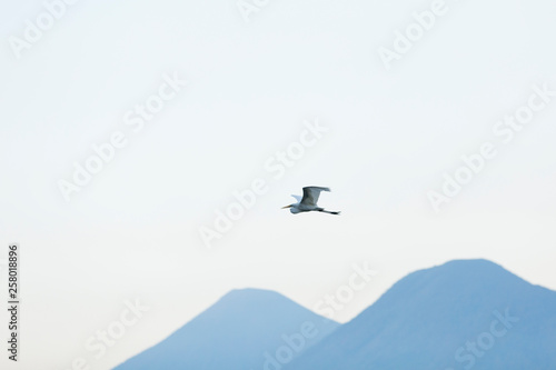 Heron flying in clear sky above mountains 