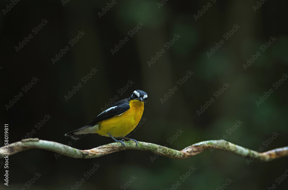 Yellow-rumped flycatcher (Ficedula zanthopygia) in nature Yellow-rumped flycatcher (Ficedula zanthopygia) in nature