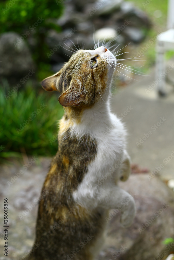 Obraz premium 軒先の野良猫