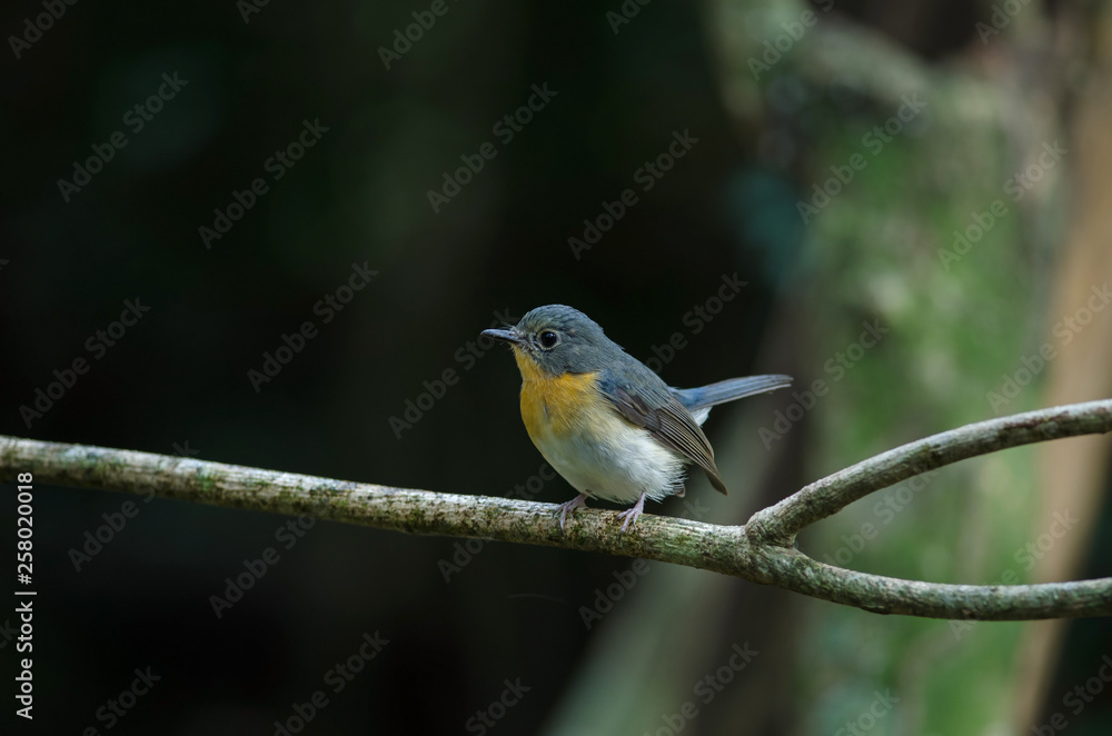 Fototapeta premium Tickell's blue-flycatcher perching on a branch