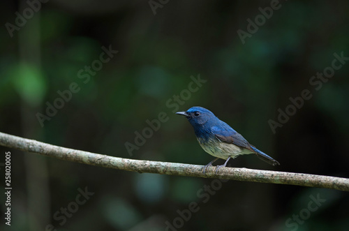 Hainan blue flycatcher (Cyornis hainanus)