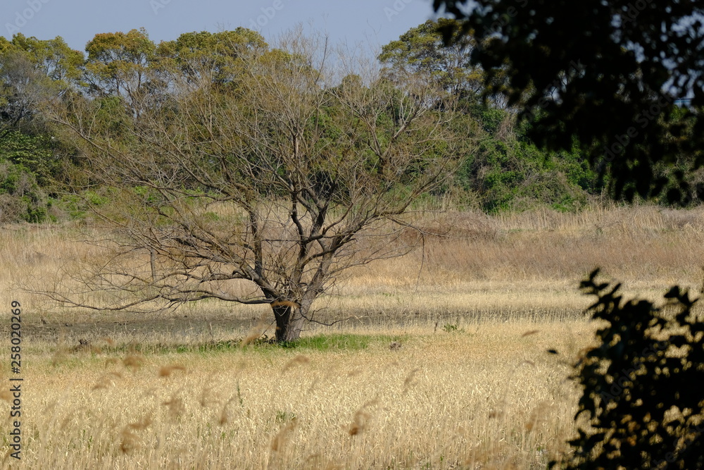 tree in the field tree in the field