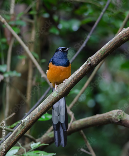 White-rumped Shama standing on a branch