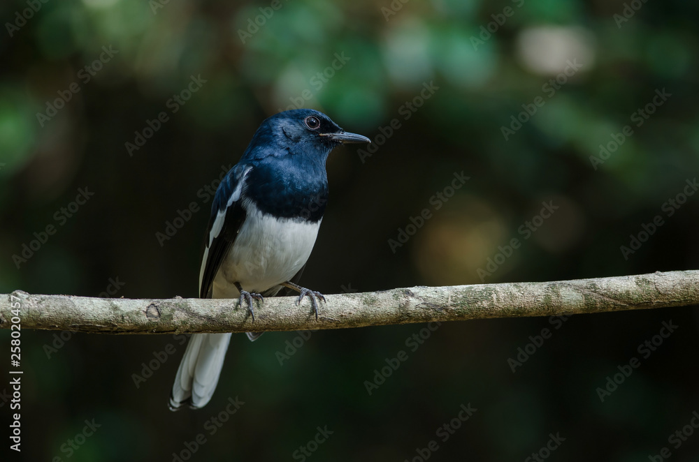 Obraz premium Oriental magpie robin (Copsychus saularis) on branch