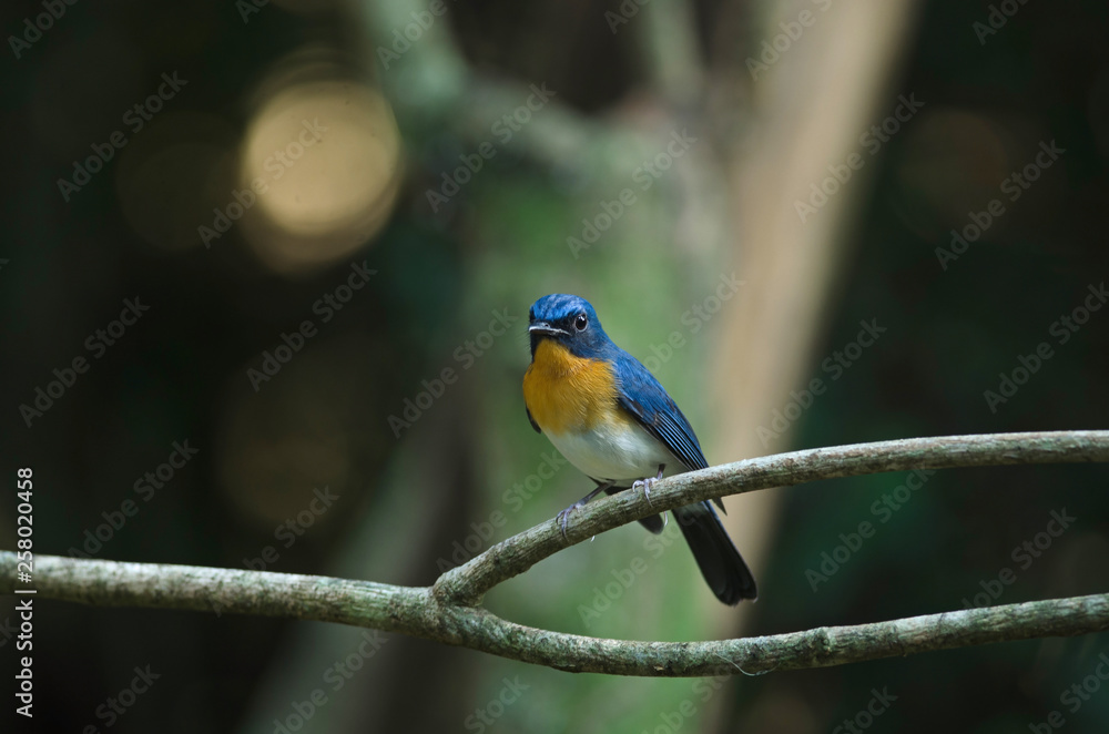Fototapeta premium Tickell's blue-flycatcher perching on a branch