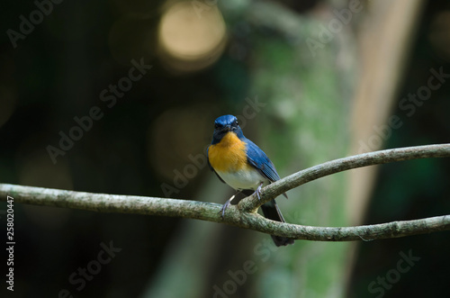 Tickell's blue-flycatcher perching on a branch photo