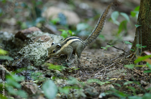 Himalayan striped squirrel or Burmese striped squirrel © forest71