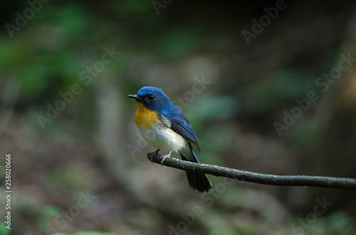 Tickell's blue-flycatcher perching on a branch © forest71