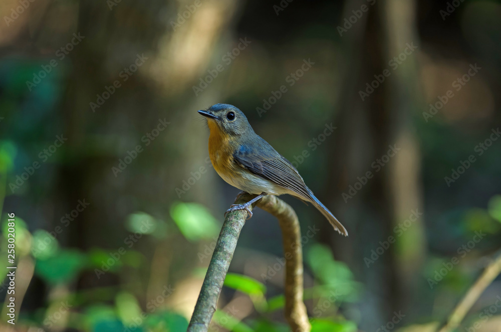 Fototapeta premium Tickell's blue-flycatcher perching on a branch