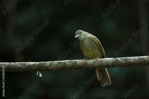 Grey-eyed Bulbul (Iole propinqua ) on tree photo