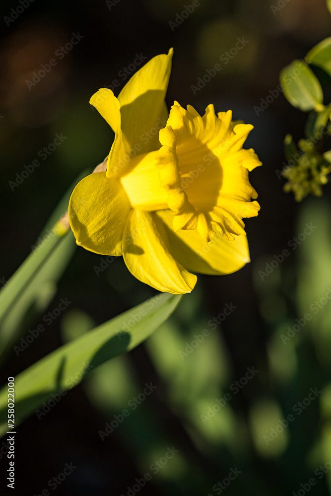 close up of one beautiful yellow daffodil flower under the sun in the garden close up of one beautiful yellow daffodil flower under the sun in the garden