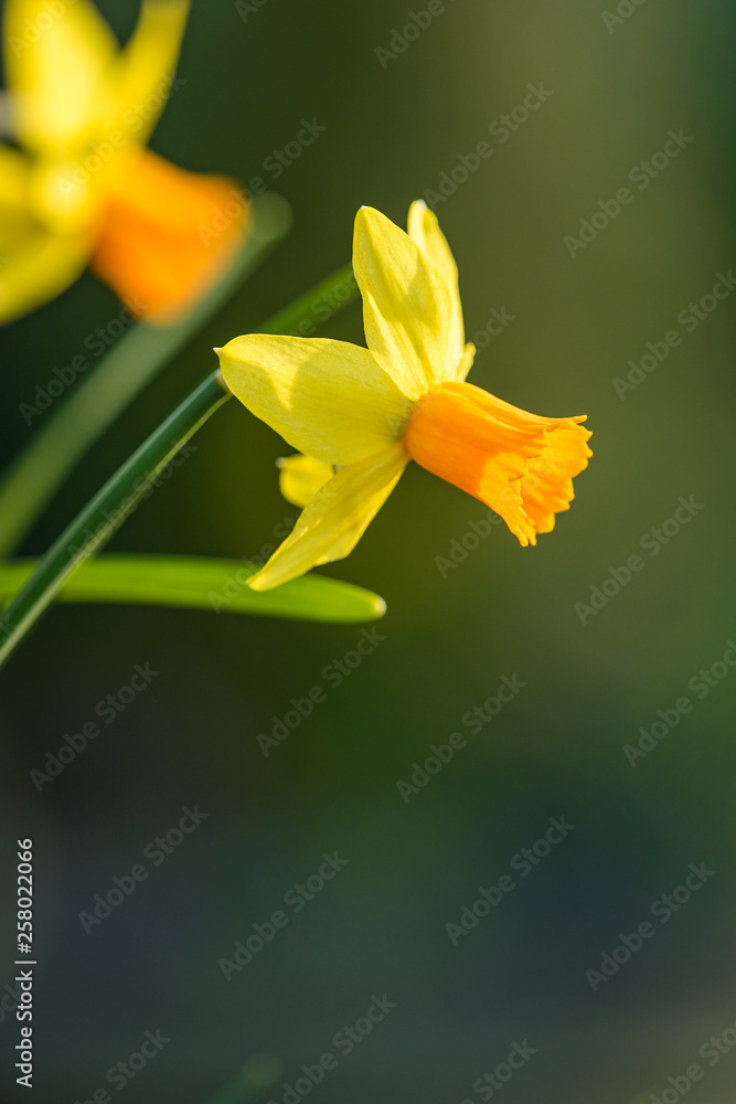 couple beautiful yellow daffodil flowers under the sun in the garden couple beautiful yellow daffodil flowers under the sun in the garden