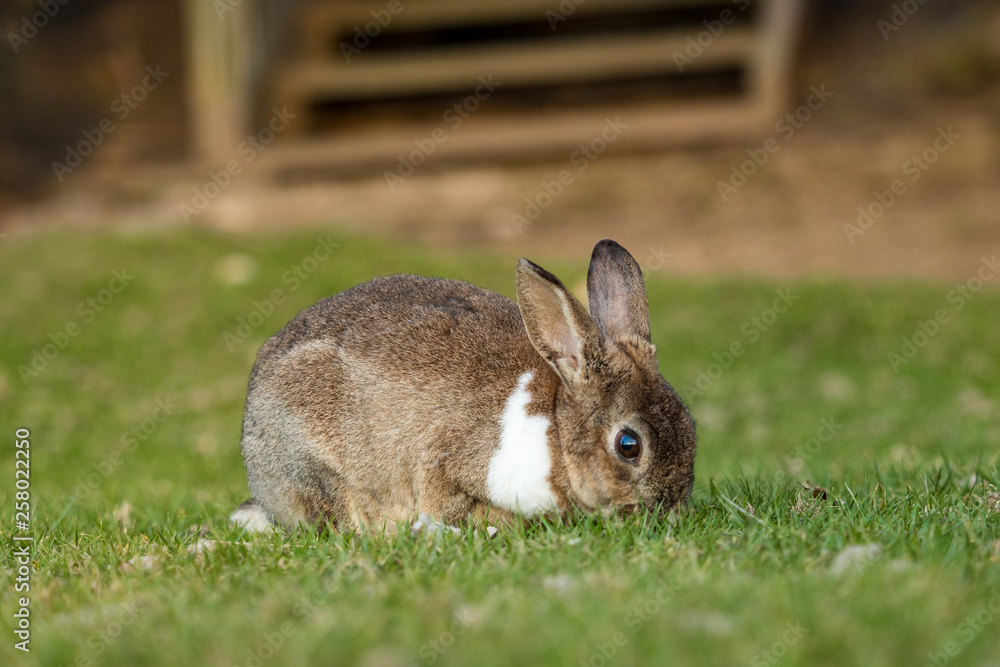 Fototapeta premium cute brown rabbit with white neck hair and big eyes eating on green grass field in the shade
