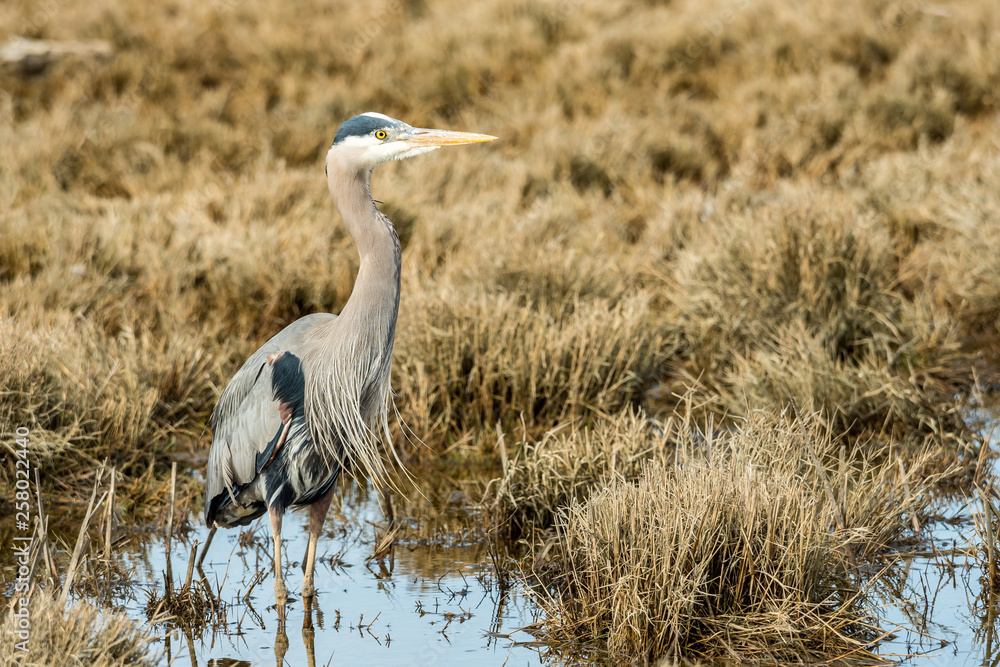 one great blue heron standing on open field with tall brown grasses on a sunny day