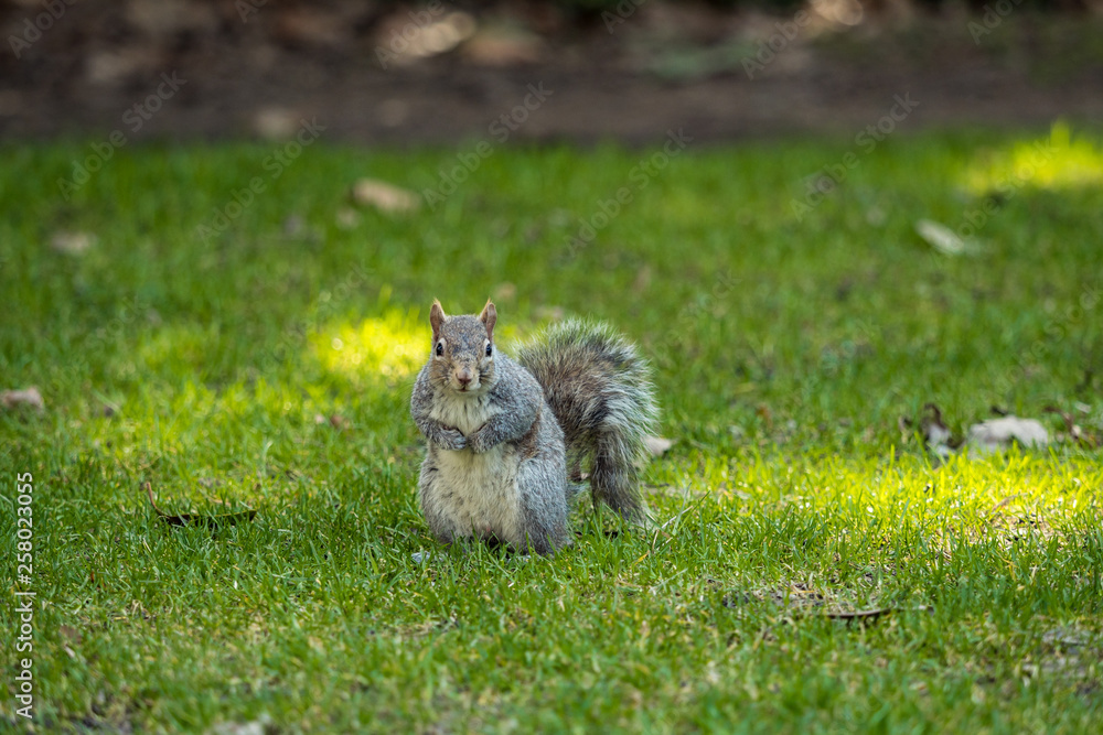 cute brown squirrel with furry big tail standing on the green grassy ground with blurry background in the park staring at you with curiosity, cute brown squirrel with furry big tail standing on the green grassy ground with blurry background in the park staring at you with curiosity,