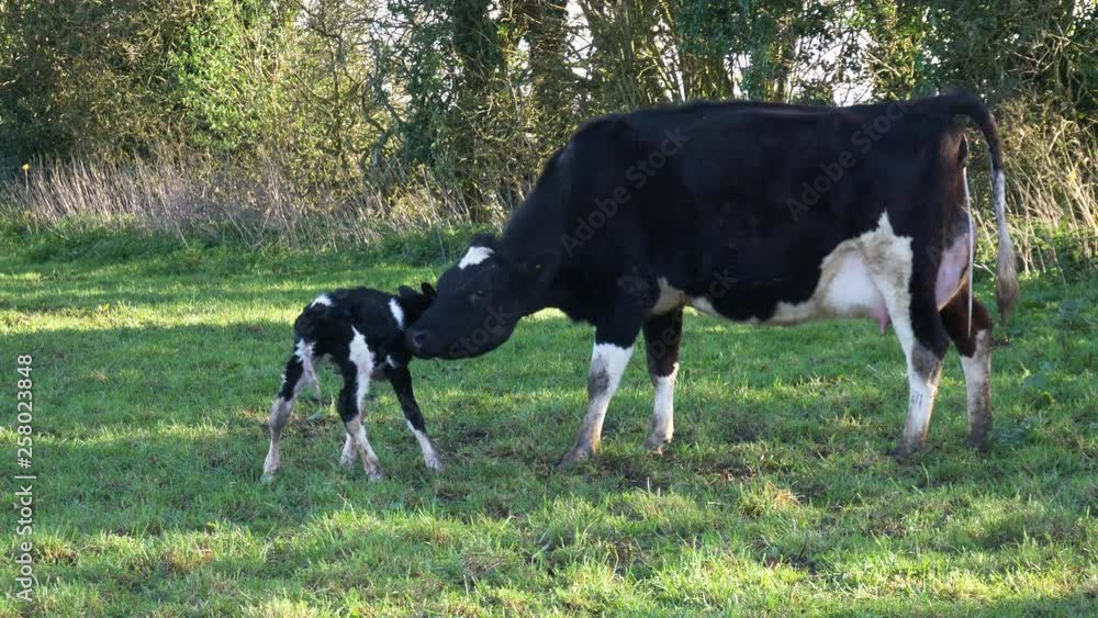 Slow motion: day-old new-born baby calf holding balance whilst being cleaned