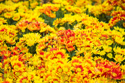 Many colorful flowers  beautiful background