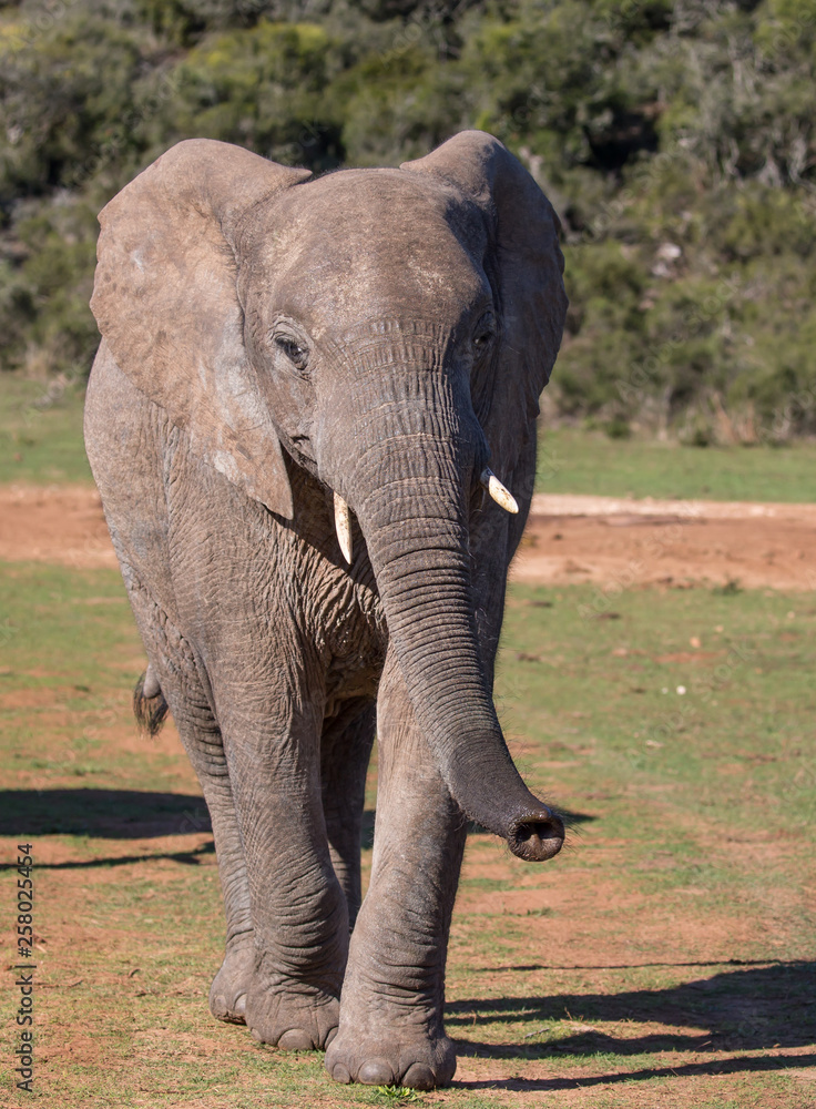 Fototapeta premium Africa Elephant Walking towards Camera