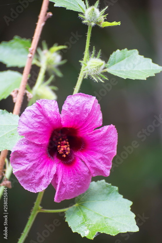 Pink Hibiscus flower near Kuranda on the Atherton Tableland in Tropical North Queensland, Australia