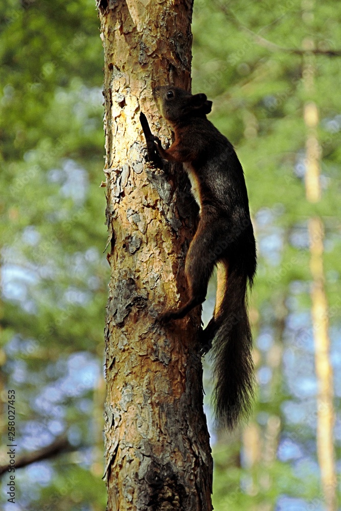 Obraz premium squirrel on a tree