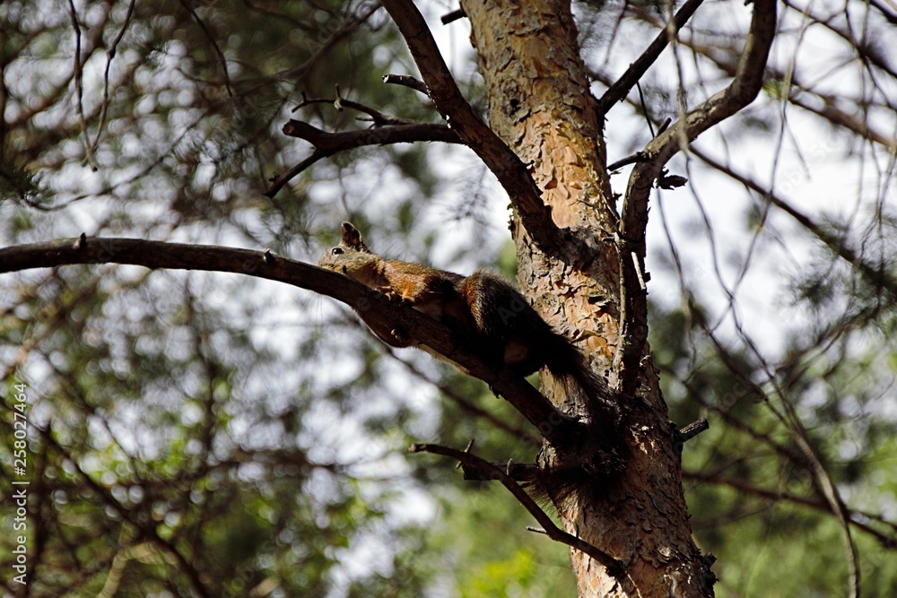 squirrel on a tree