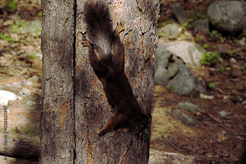 Obraz premium squirrel on a tree