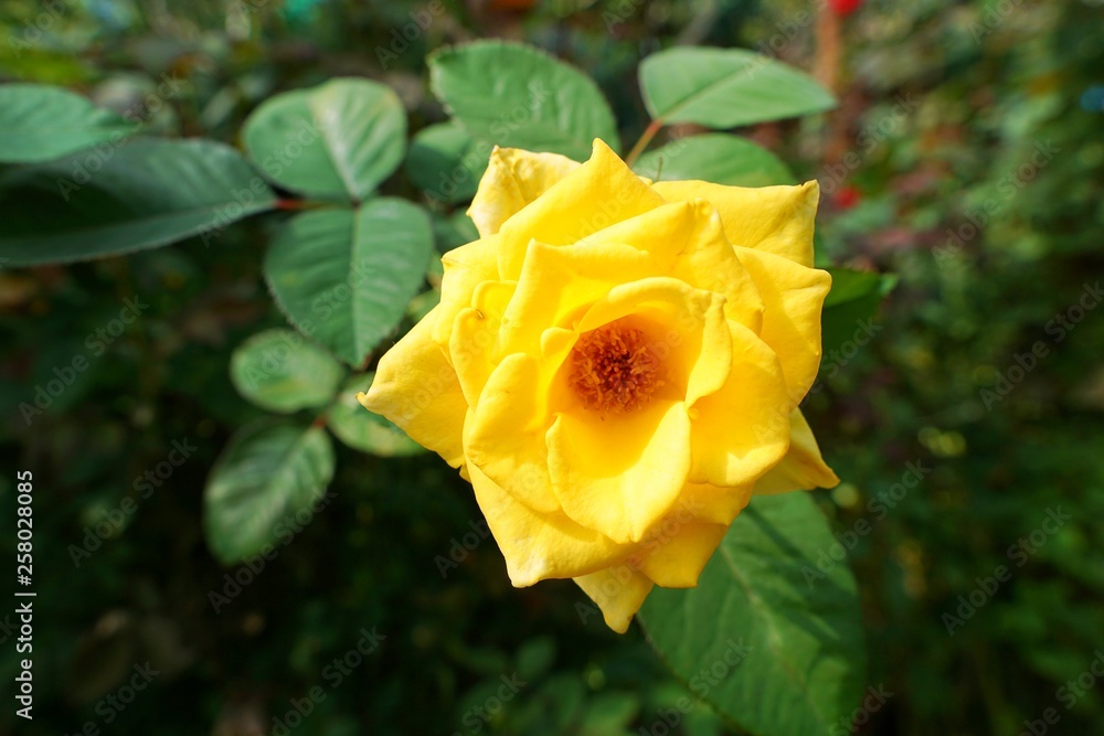 Beautiful yellow roses flower isolated on white background, Valentine day, Love concept, Wedding decoration Beautiful yellow roses flower isolated on white background, Valentine day, Love concept, Wedding decoration