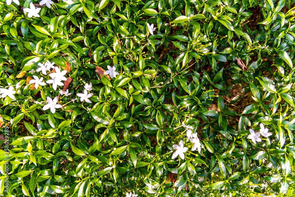 Close up of Green Leaves texture background ,natural background, leaf fibers . Close up of Green Leaves texture background ,natural background, leaf fibers .