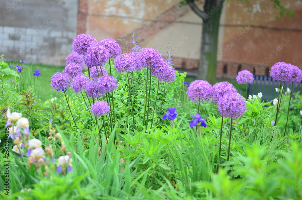 Obraz premium purple flowers in the garden