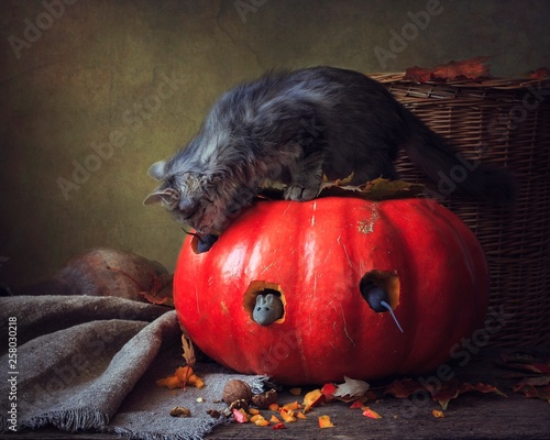 Kitten playing with mice in a pumpkin photo