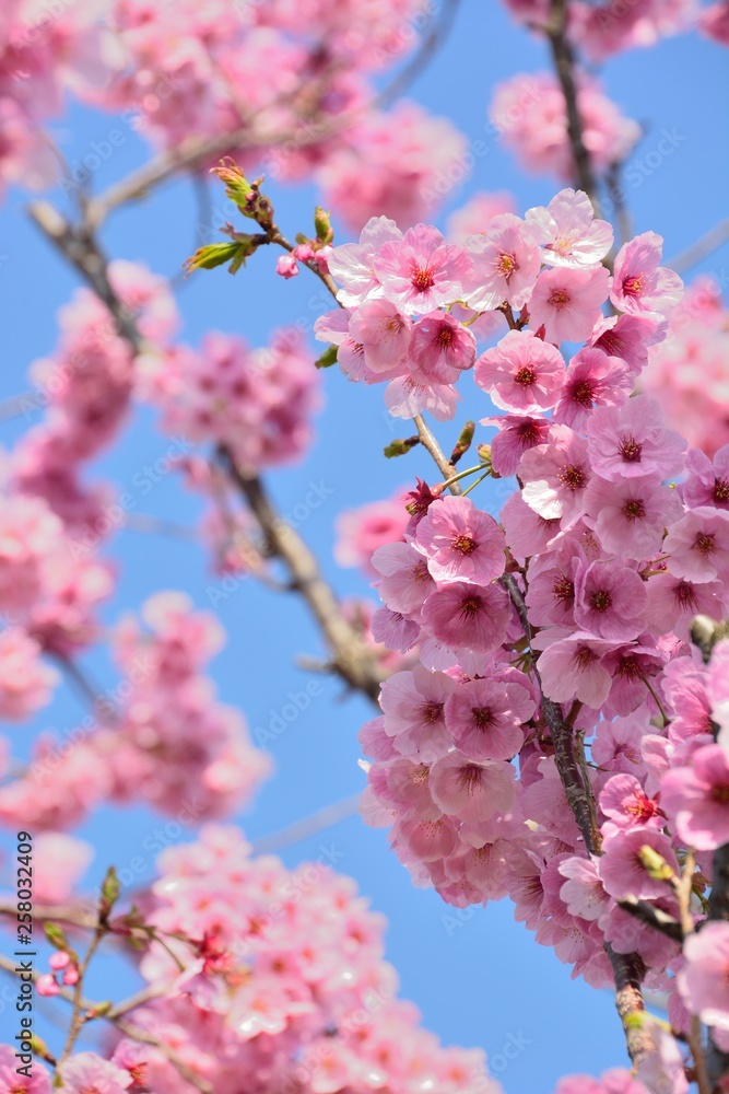 早春の桜 - 陽光 早春の桜 - 陽光