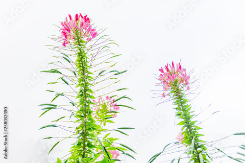 Cleome spinose in early summer