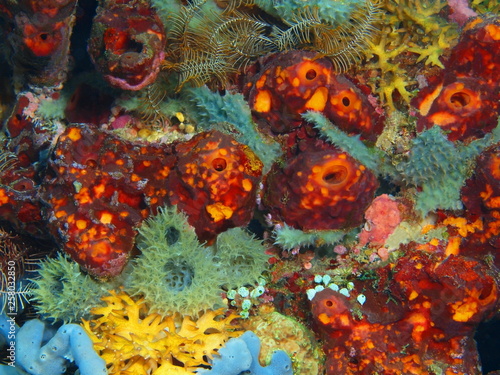 The amazing and mysterious underwater world of Indonesia, North Sulawesi, Bunaken Island, sea squirts