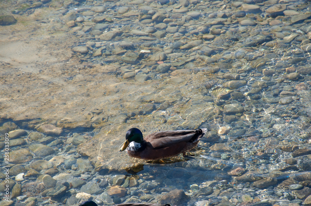 Fototapeta premium Wasservögel