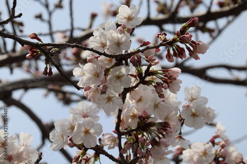 周南市文化会館桜