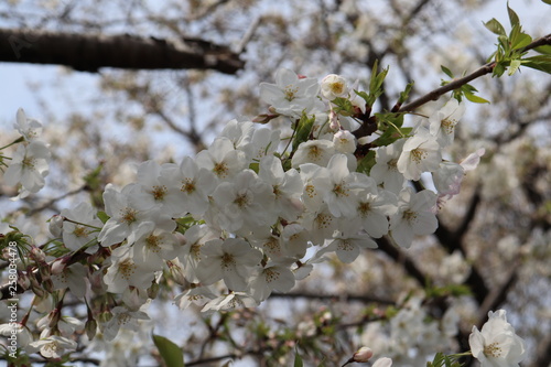 周南市文化会館桜