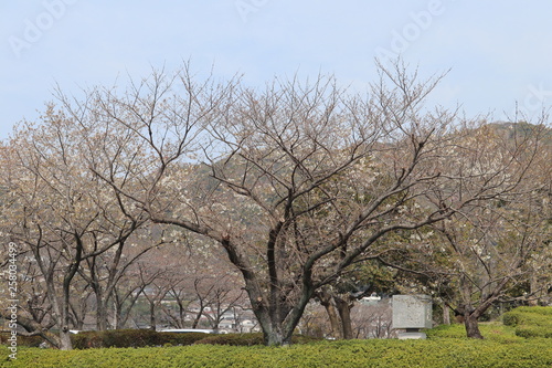 周南市文化会館桜