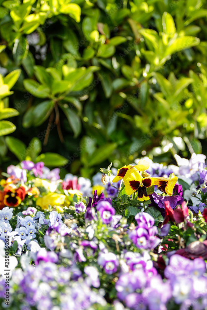 Spring: a purple and yellow primrose in selective focus amidst a group of mixed colored flowers in bokeh Spring: a purple and yellow primrose in selective focus amidst a group of mixed colored flowers in bokeh