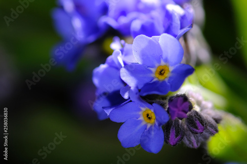 forget me not flower closeup