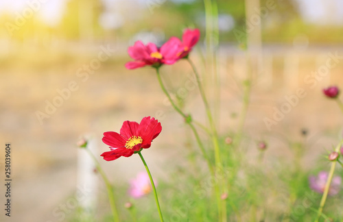 Red Cosmos flower under sunlight in nature garden. © zilvergolf