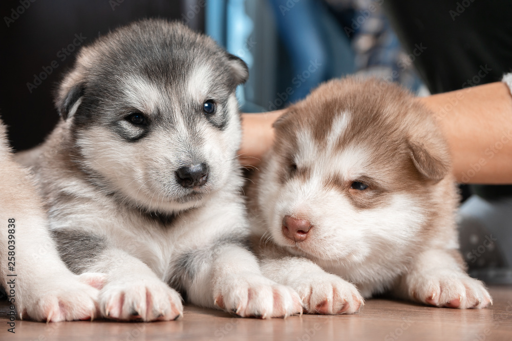 Two cute puppies close up