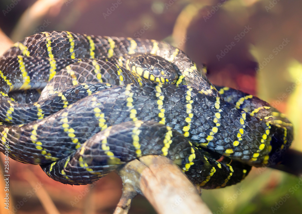 Mangrove Snake. Lives in the Philippines. A rare subspecies of mangrove