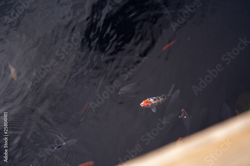 koi fish, Amur carp, rock, swimming, dark orange, black, white