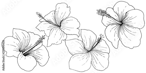 Vector Hibiscus floral tropical flowers. Black and white engraved ink art. Isolated hibiscus illustration element.