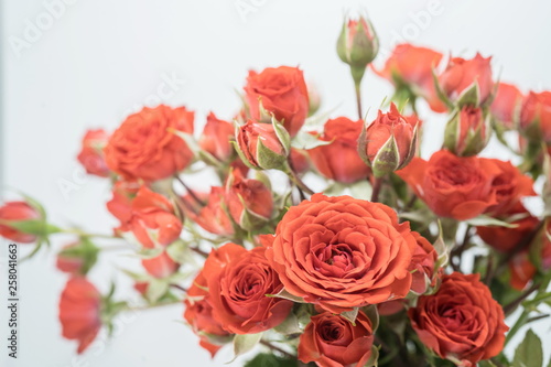 red miniature roses on white background 