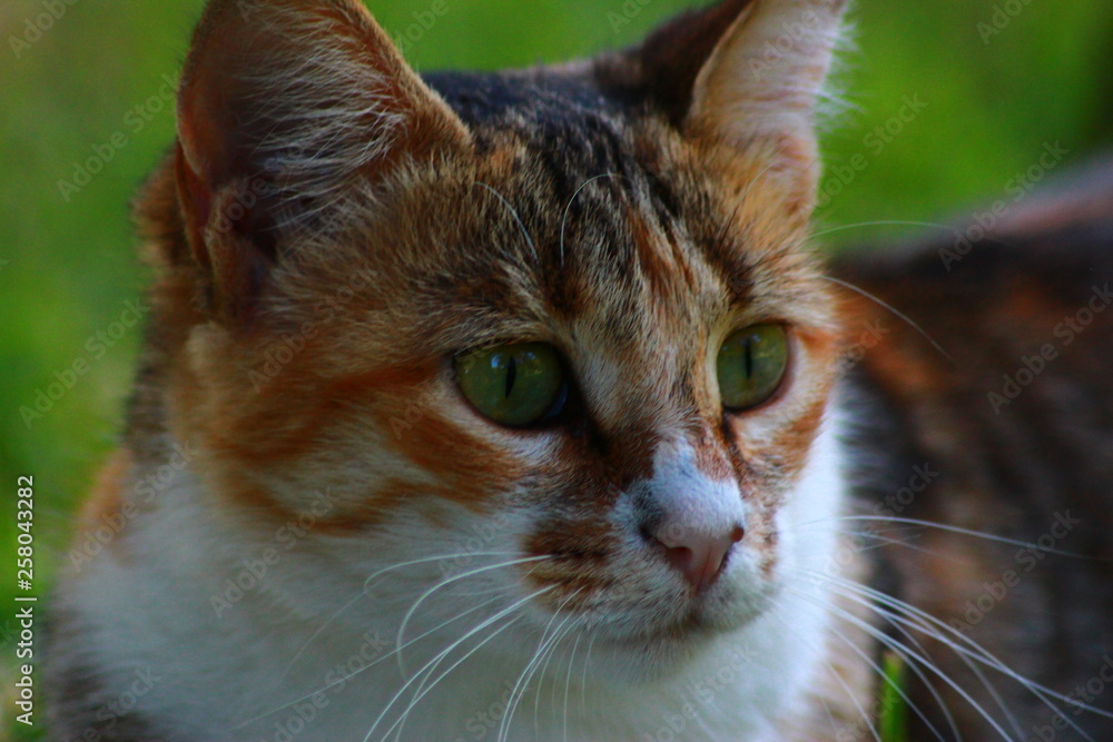 Fototapeta premium close up cat eyes